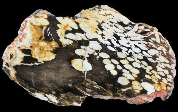 Teredo petrified wood showing the distinctive boreholes of Teredo shipworms that have been filled in with while chalcedony.